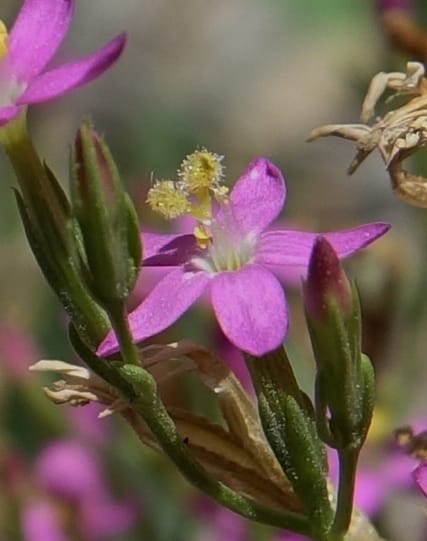 Centaurium pulchellum, Fortunato 13214--Argentina. Pedernal, Hwy 153. 10 Feb 2018. DSC00169 (49).JPG