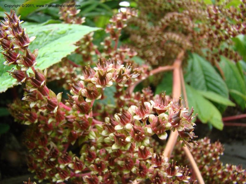 Rodgersia sambucifolia, 16415-0175-1978--Canada. BC. Univ. BC Bot. Garden. 27 Jul 08. 042.jpg