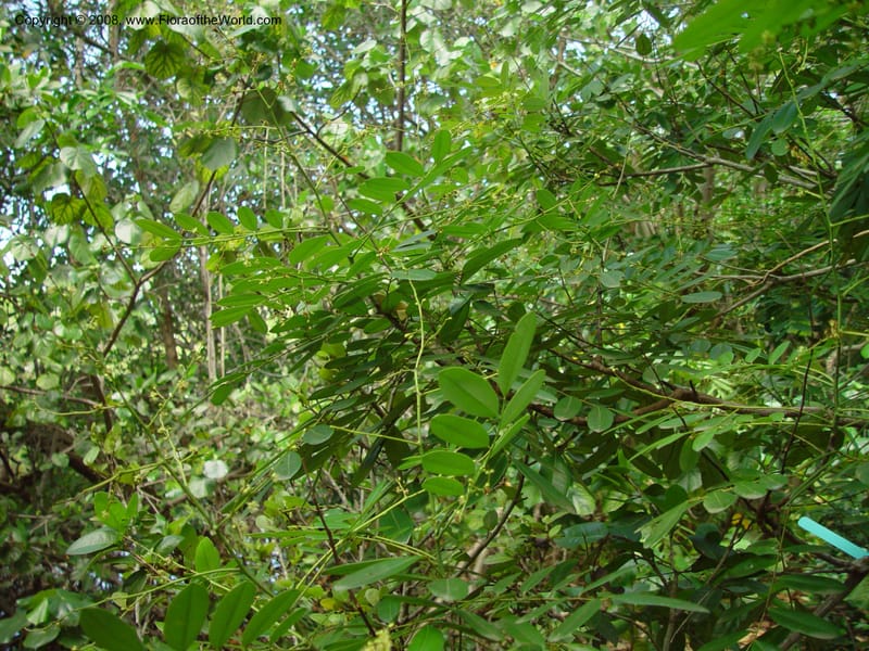 Simarouba glauca--FL. Fairchild Tropical Gard. 7 Apr 03. 304.jpg