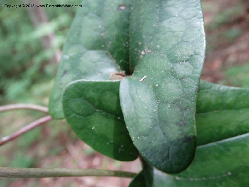 Asarum arifolium, Davidson, C 13035--Georgia. Stephens Co. Panther Cr. 18 May 2015.  (56).JPG