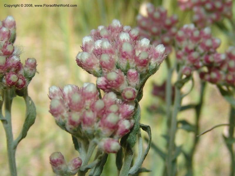 Antennaria rosea, CDavidson11091--ID. Idaho Co. Warren Wagon Rd., Sesesh Meadow. 8 Jul 07. 034.jpg