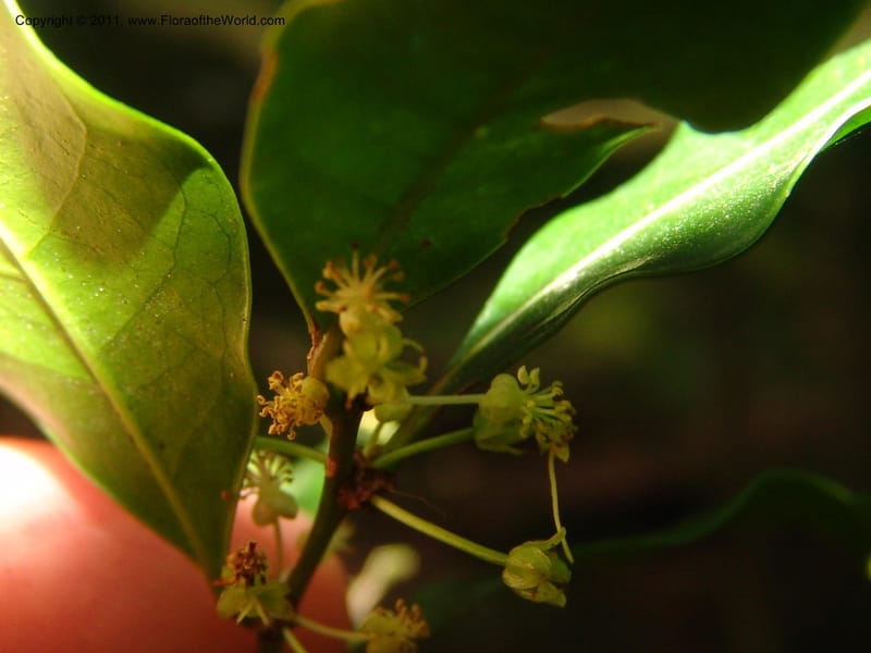 Erythroxylum, ROR1589--Madag. Parc Nat. Montagne d'Ambre. 11 Nov 06. 195.jpg
