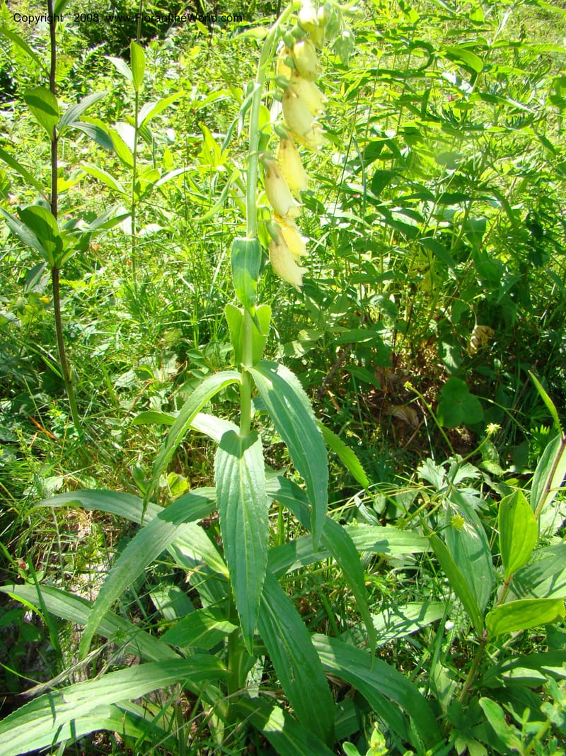 Digitalis grandiflora, CDavidson11255--Slovenia. Gorenska Reg. Velika Planina. 6 Jul 08. 151.jpg