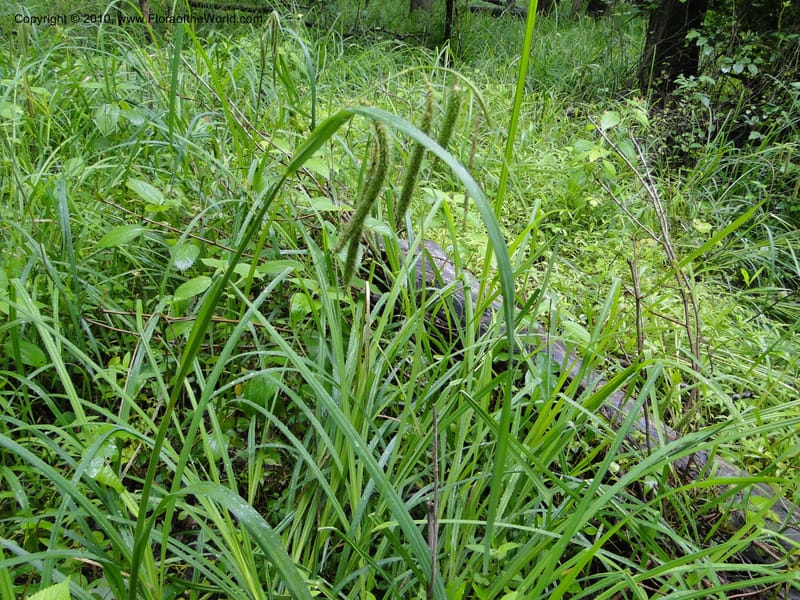 Carex crinata, Mori S 27442, USA, North Carolina, Wake Co., Boyce Bridge Rd., 25 May 2010.JPG