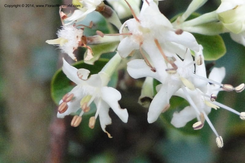 Calycophyllum multiflorum, W. D. Stevens 31189--Paraguay. Edo. Concepcion. Garay Cue. 19 Mar 2011. 282 (19).jpg