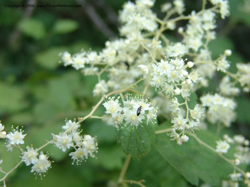 Holodiscus discolor, CDavidson11109--ID. Adams Co. For. Serv. Rd. 453, to Goose Lk. 20 Jul 07. 071.jpg