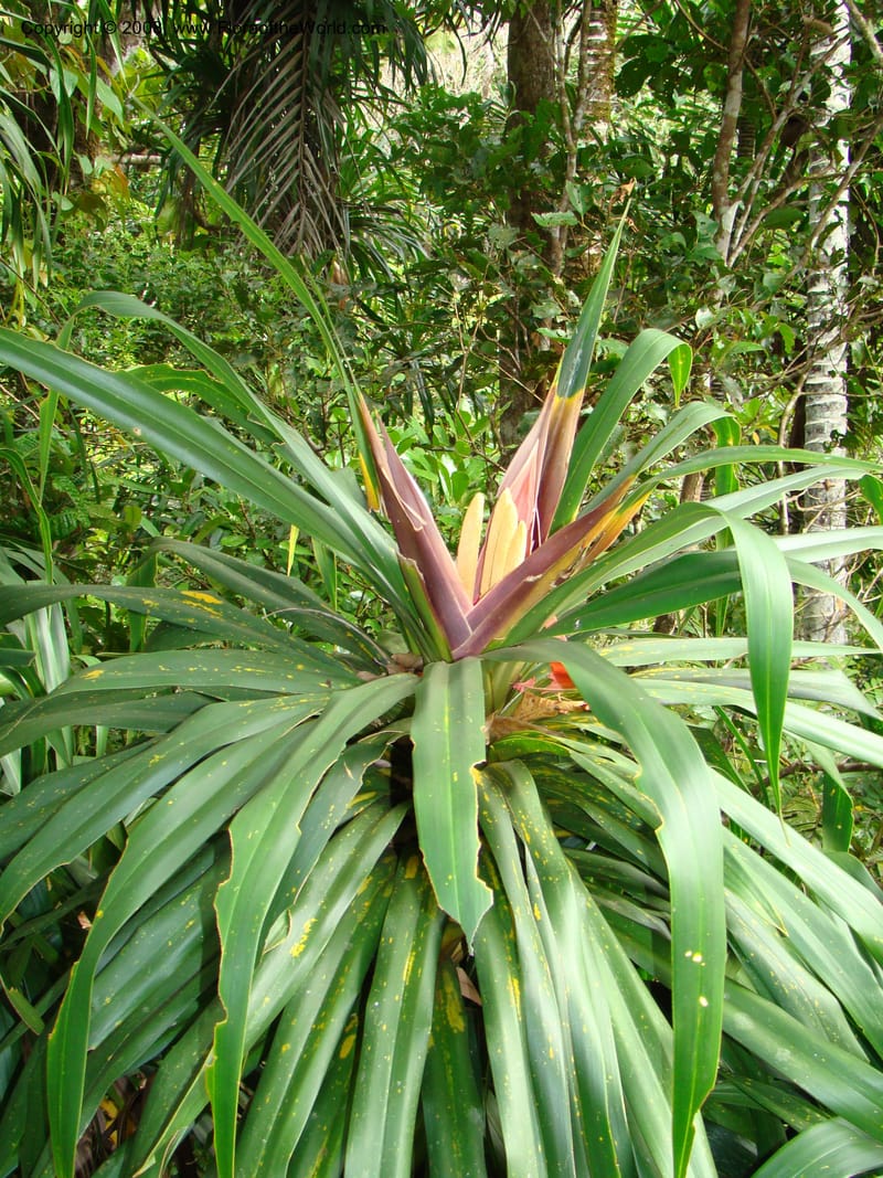 Freycinetia, JMunzinger4780--New Caledonia. Aoupinie. 15 Nov 07. 508.jpg