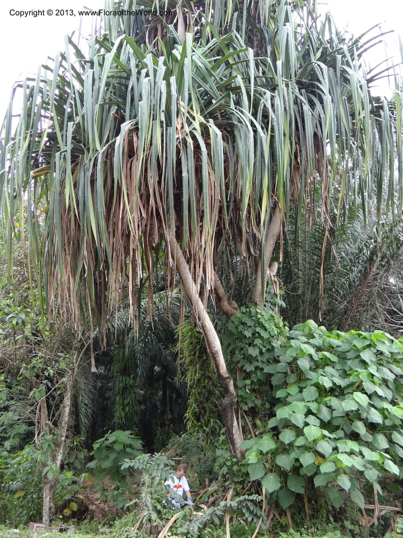Pandanus unicornutus, Callmander, M 1049--Thailand. Chumphon Prov. Tambon Mab Amarit. 13 Nov 2012. DSC09009 (13).JPG
