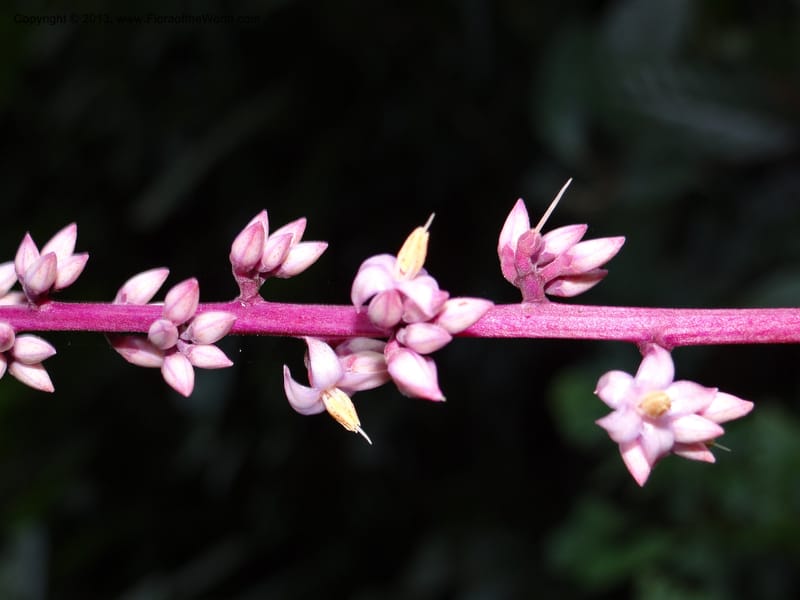 Ardisia, VC 5619--Thailand. Surat Thani Prov. Khlong Phanom Nat. Park. 15 Nov 2012. DSC09389 (259).JPG