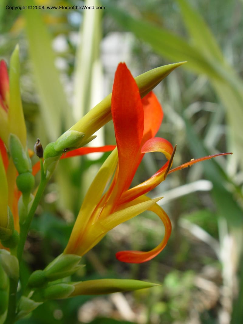 Canna indica--TX. Humble. Mercer Garden. 20 Mch 04. 010.jpg