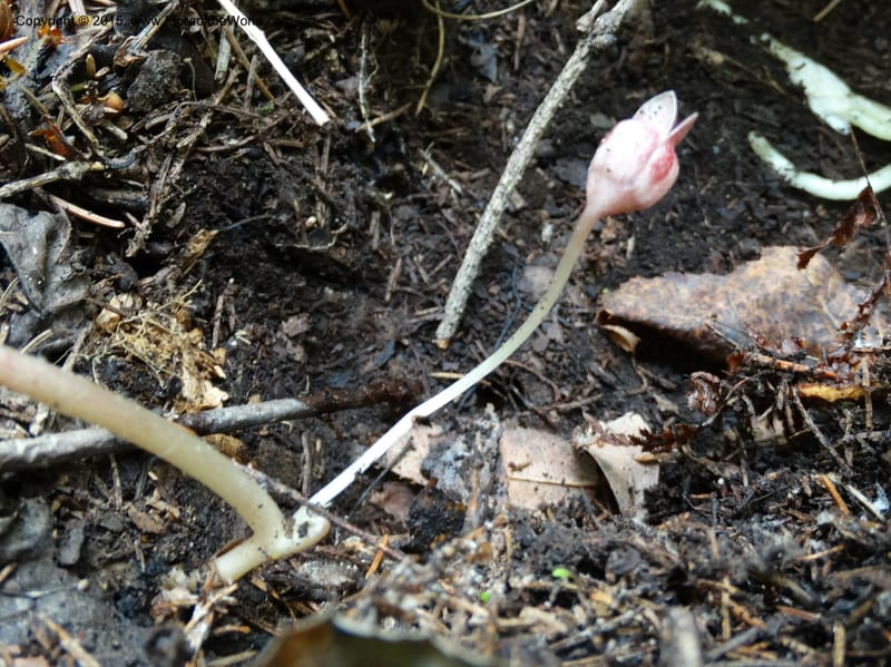 Asarum, Boufford, D 43xxx--China. Sichuan. LiXian. MiYaLuo. 9 May 2014. DSC04513 (252).JPG