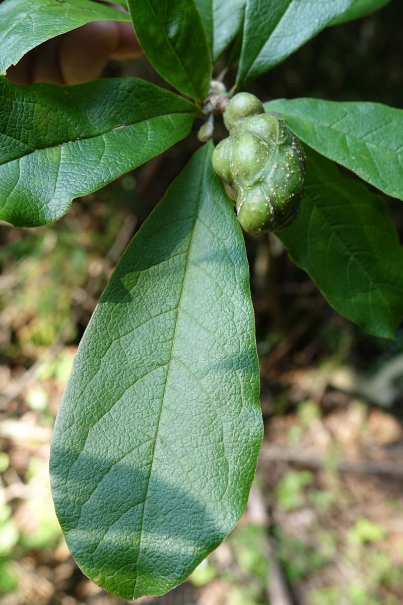 Magnolia stellata--Japan. Gifu Pref. Iwayadou. Sentan-lin, Nakatsugawa City. 8 Aug 2016. DSC01692 (8).JPG