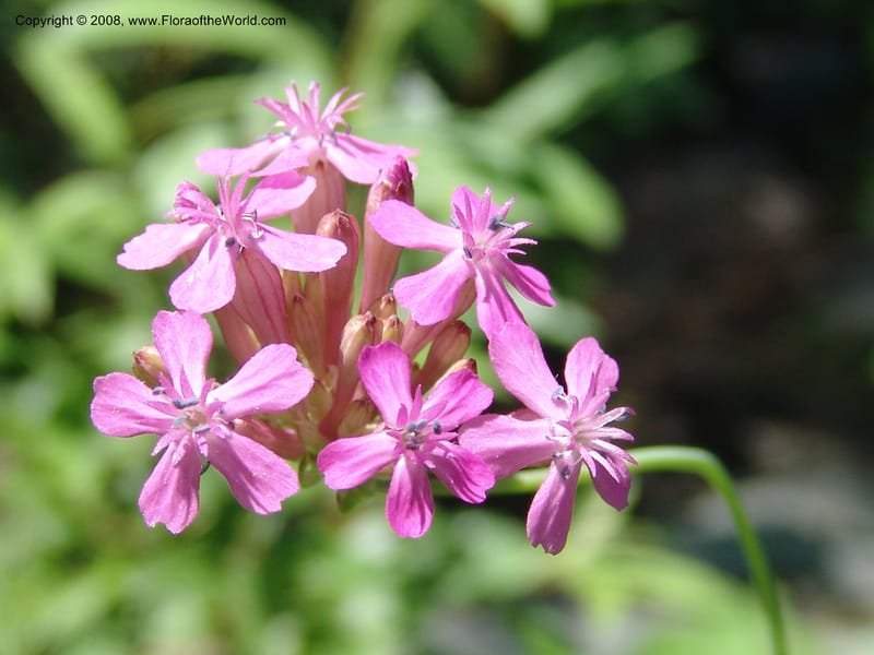 Silene compacta--Georgia. Lagodekhi  Forest Reserve. 11 Jun 05. 105.jpg