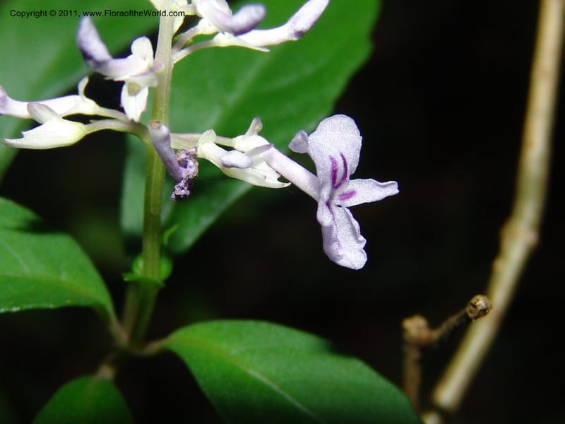 Plectranthus, ROR1600--Madag. Parc Nat. Montagne d'Ambre. 11 Nov 06. 400.jpg