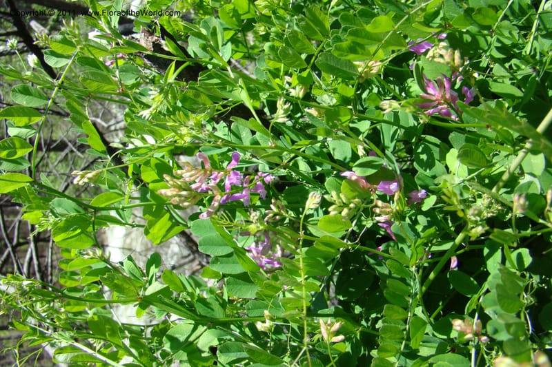 Vicia americana, C. Davidson 11391--Idaho. Idaho Co. Salmon River. Shepp Ranch. 28 May 2009. 158.jpg
