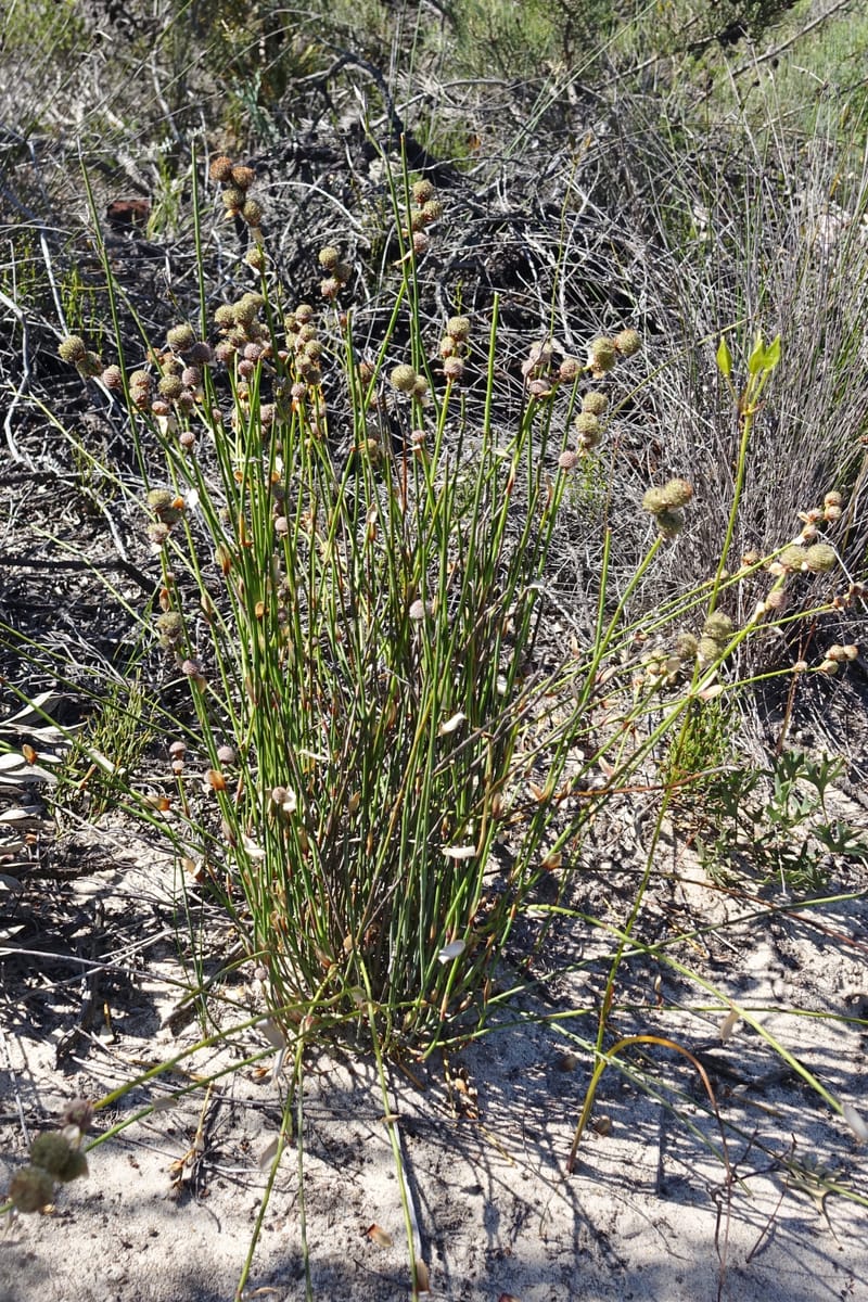 Lepidobolus chaetocephalus, Davidson, C 13414--Australia. Kingia locality. 23 Oct 2016. DSC04566 (173).JPG