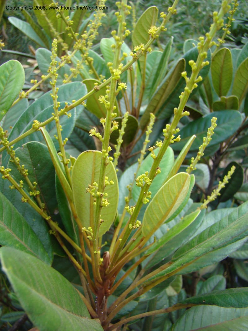 Soulamea, JMunzinger4888--New Caledonia. Tontouta R.jct Kalouehola R. 21 Nov 07. 139.jpg