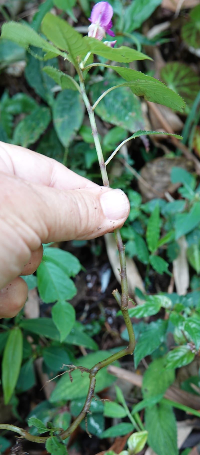 Impatiens bannaensis, D. Boufford 44157--China. Yunnan. Bu Long Shan. 6 May 2018. DSC02824 (271).JPG
