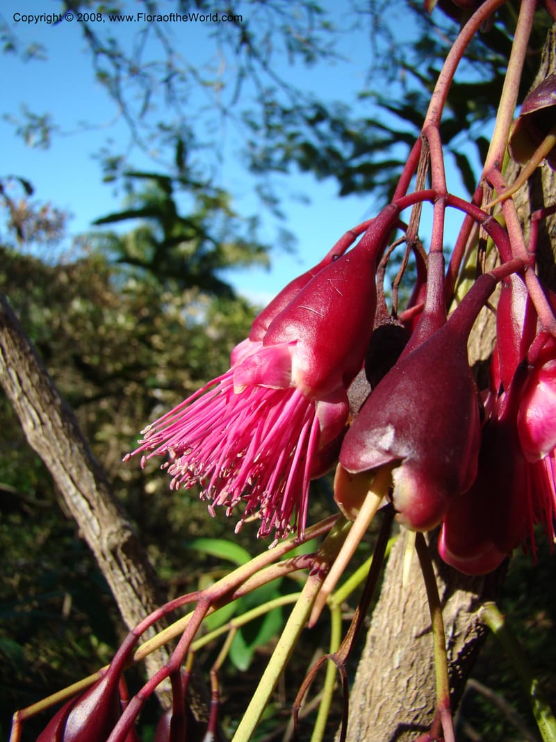 Syzygium--N.Caled. Parc Zool. & Forest., Noumea. 10 Nov 07. 029.jpg