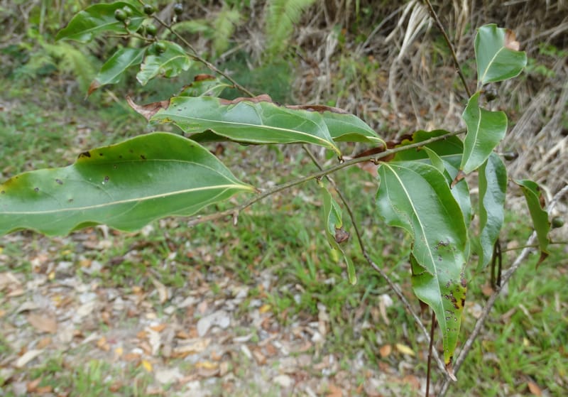 Cryptocarya, Lowry, P 7337--Fiji. Vesidrua Vill. 5 Nov 2015. DSC09215 (27).JPG