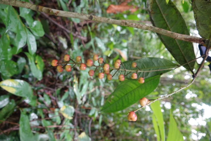 Thecacoris, C. Davidson 14074--Gabon. Raponda-Wallker. 28 Oct 2019. DSC02420 (45).JPG