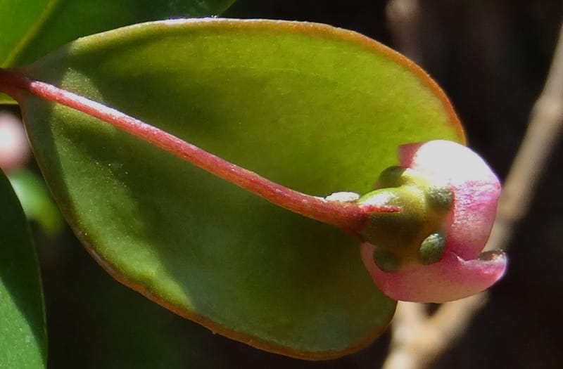 Archirhodomyrtus, Callmander, M 1272--New Caledonia. PinPin. 20 Nov 2015. DSC03938 (232).JPG