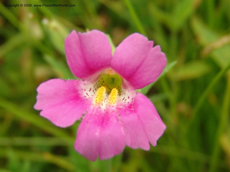 Mimulus lewisii, CDavidson11112--ID. Adams Co. For. Serv. Rd. 453, to Goose Lk. 20 Jul 07. 119.jpg