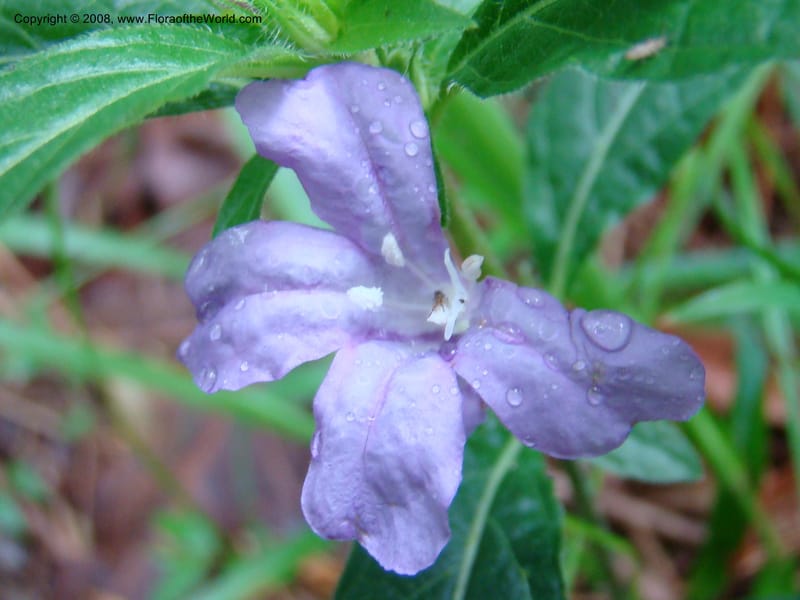 Ruellia caroliniensis--TX. Harris Co. Armand Bayou Nat. Ctr. 26 Apr 08. 045.jpg