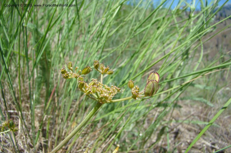 Cymopterus glaucus, C. Davidson 11362--Idaho. Idaho Co. Salmon River. Polly Bemis Ranch. 27 May 2009. 243.jpg