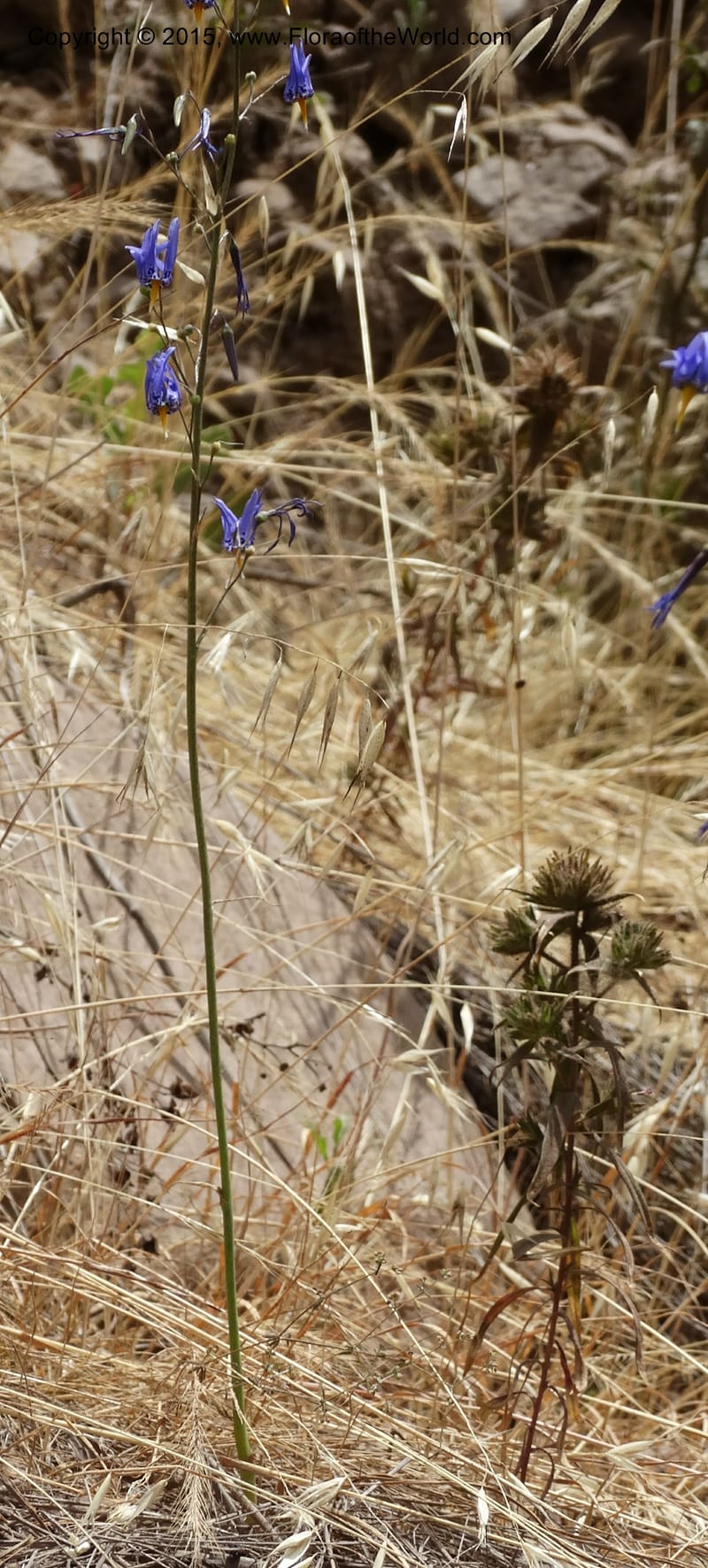 Conanthera bifolia, Davidson, C 12823--Chile. Ruta J-55 east of Talca. 27 Nov 2014. DSC08656 (28).JPG