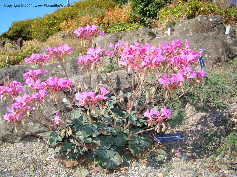 Pelargonium endlicherianum, 36072-0653-2001--Canada. BC. Univ. BC Bot. Garden. 27 Jul 08. 571.jpg