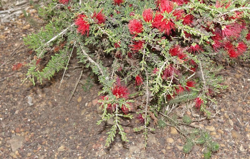 Beaufortia cyrtodonta, Davidson, C 13522--Australia. W.A. Red Gum Pass Rd., odom 31. 30 Oct 2016. DSC07055 (24).JPG