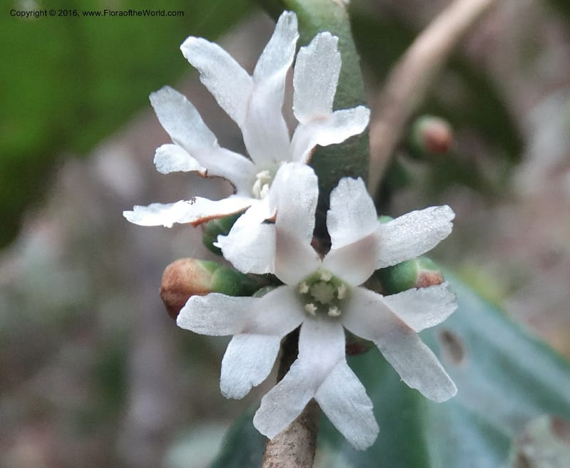 Erycibe, Davidson, C 12887--Sabah. Sapa Paya For. Res. 23 Mar 2015. DSC00001 (104).JPG