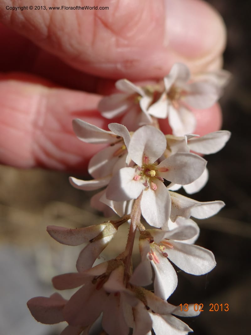 Francoa appendiculata, WDS 34052, Chile, Pichelemu, 13 Feb 2013  DSC07667 (56).JPG
