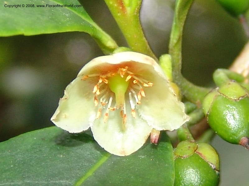 Cleyera theoides--CA. San Francisco Botanical Garden (Strybing Arb.). 30 Mch 06. 327.jpg