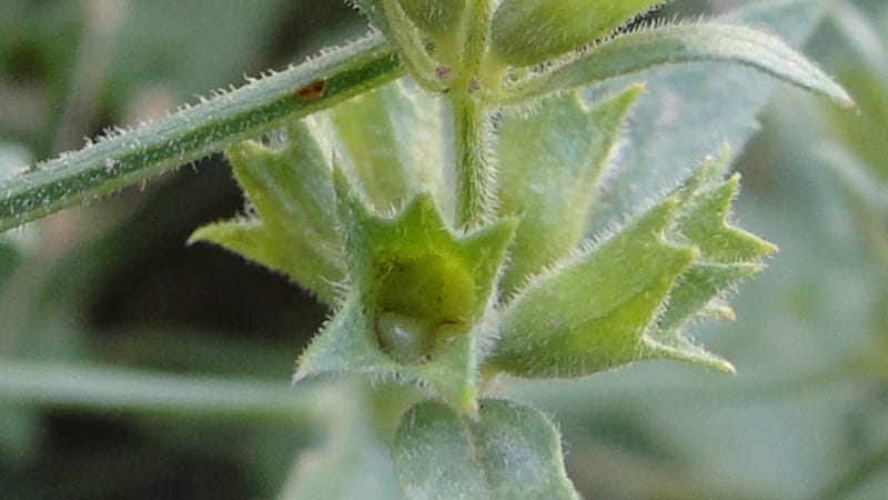 Stachys ballotiformis, A. G. Miller 132.11--Iraq. Kurdistan. Shakh-i Pira Magun. Gueza Khan. 11 June 2010. 089 (16).jpg