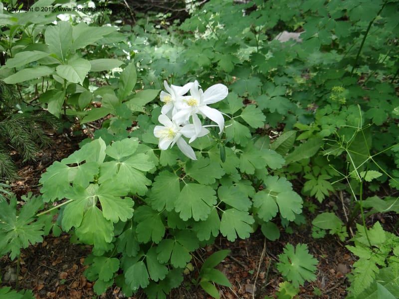 Aquilegia coerulea var ochroleuca, Mansfield, D 12-630--ID. Bear Lake Co. Mt. Sherman. 13 Jul 2012. DSC03601 (71).JPG
