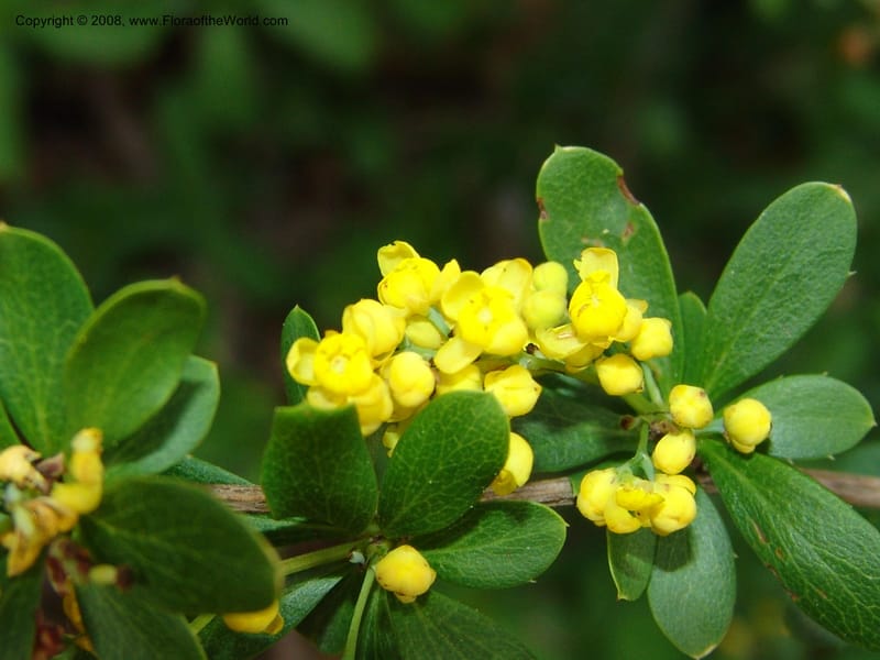 Berberis beaniana--IL. . Chicago. Morton Arboretum. 1 Jul 05. 104.jpg