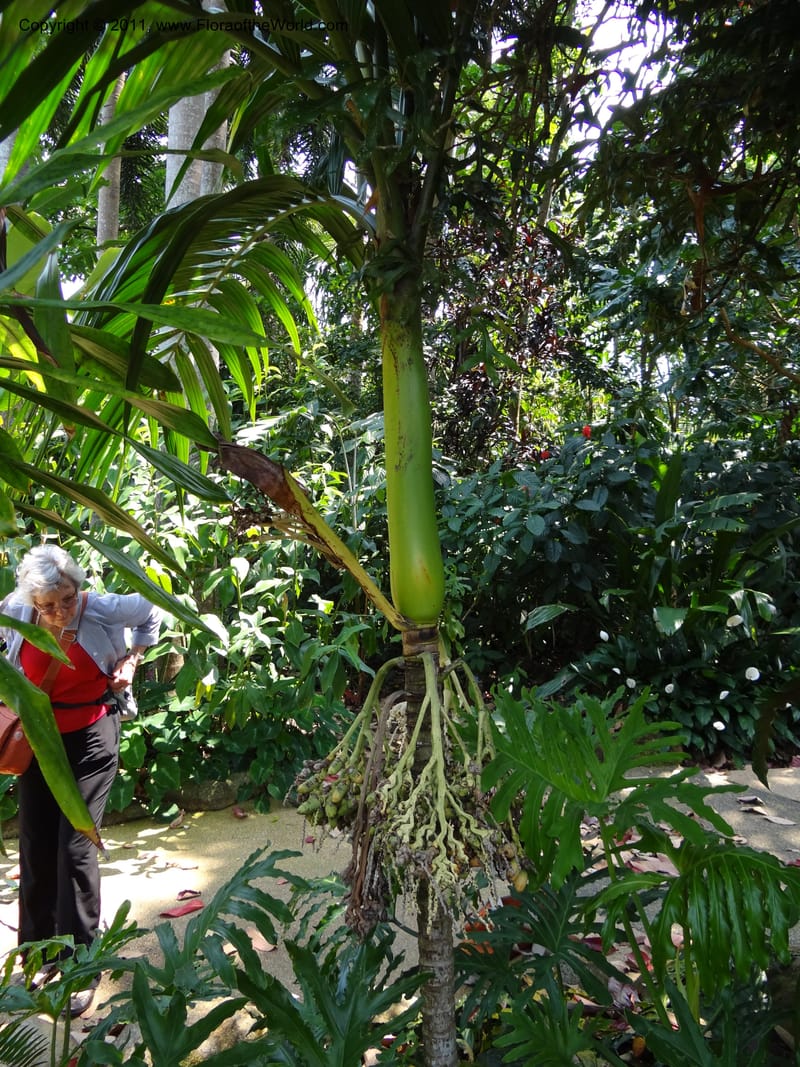 Areca parens--Australia. Queensland. Cairns Botanic Garden. 30 Sep 2011. 040 (4).jpg