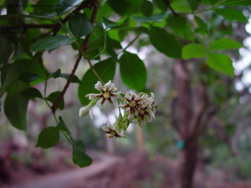 Schrebera alata--California. UCLA. Mathias Bot. Gard. 13 Feb 03. 188.jpg