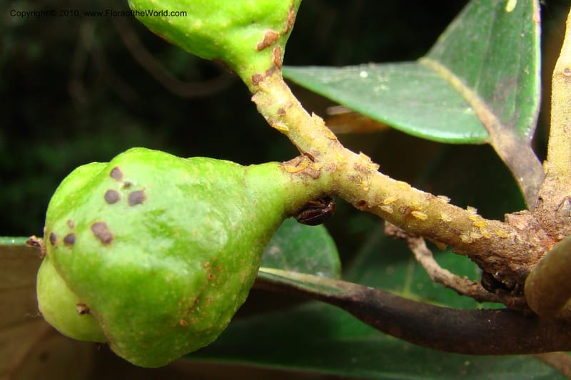 Nectandra, Vasquez 34819--Peru. Loreto. Dist. Nauta. Qbda Nawapa, Rio Tigre. 11 Nov 08. 357 (6).jpg