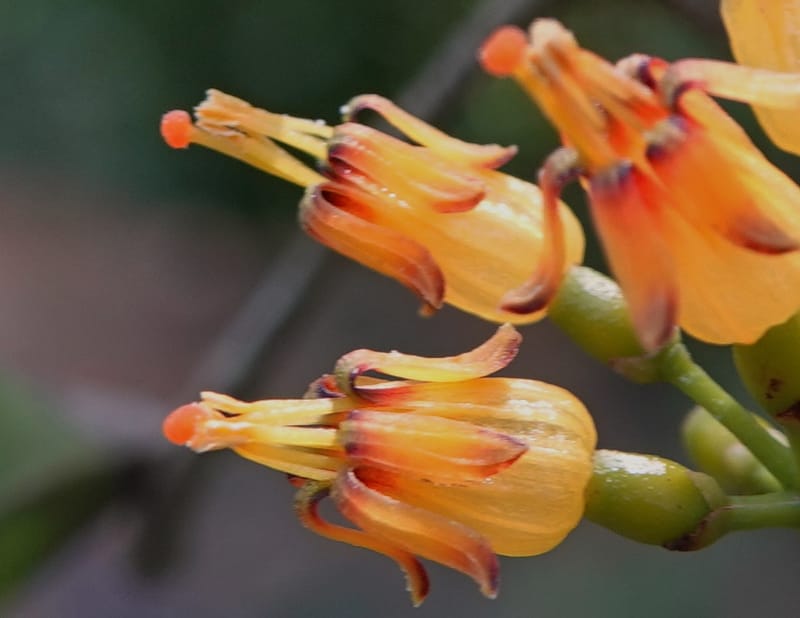 Macrosolen cochinchinensis, D. Boufford 44099--China. Yunnan. Lao jun Shan. 30 Apr 2018. DSC00424 (652).JPG