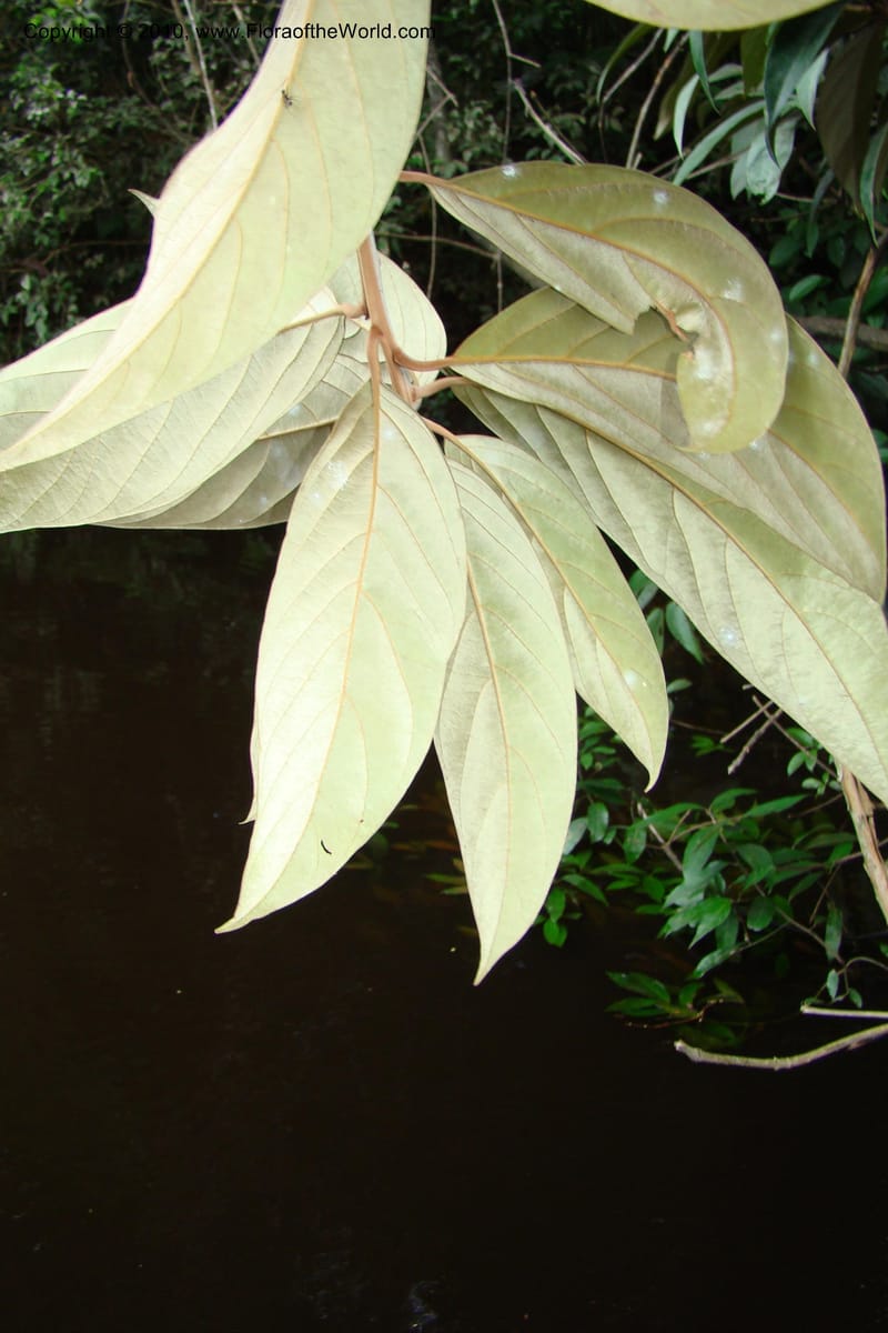 Nectandra, Vasquez 34819--Peru. Loreto. Dist. Nauta. Qbda Nawapa, Rio Tigre. 11 Nov 08. 357 (10).jpg