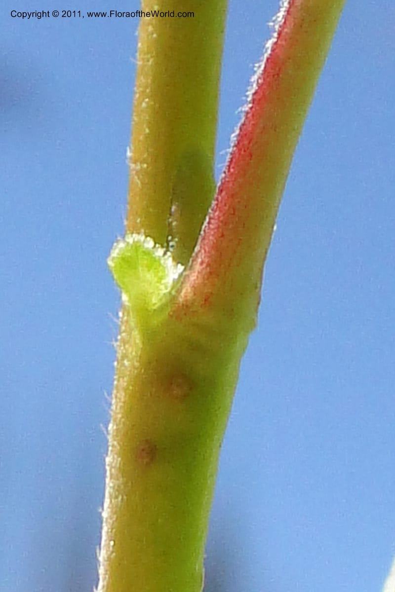 Salix, Davidson, C 11870--Idaho. Idaho Co. Warren Wagon Rd. 8 July 2011. 074 (22).jpg