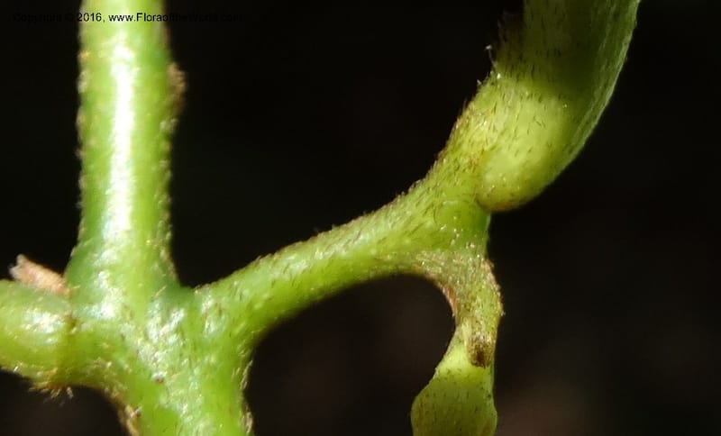 Artabotrys, Davidson, C 12924--Sabah. Kinabalu Nat. Park. Bundu Tuhan View Trail. 28 Mar 2015. DSC00951 (246).JPG