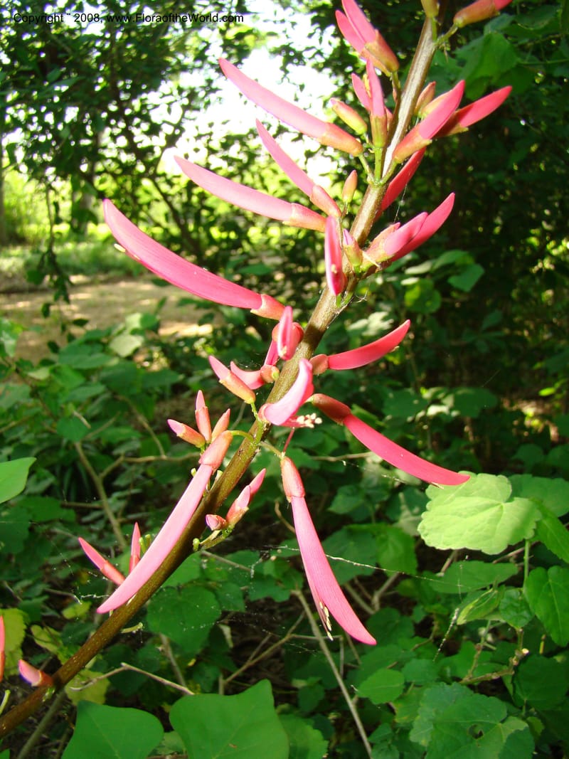 Erythrina herbacea--TX. Harris Co. Sheldon Lake St Pk. 26 Apr 08. 009.jpg