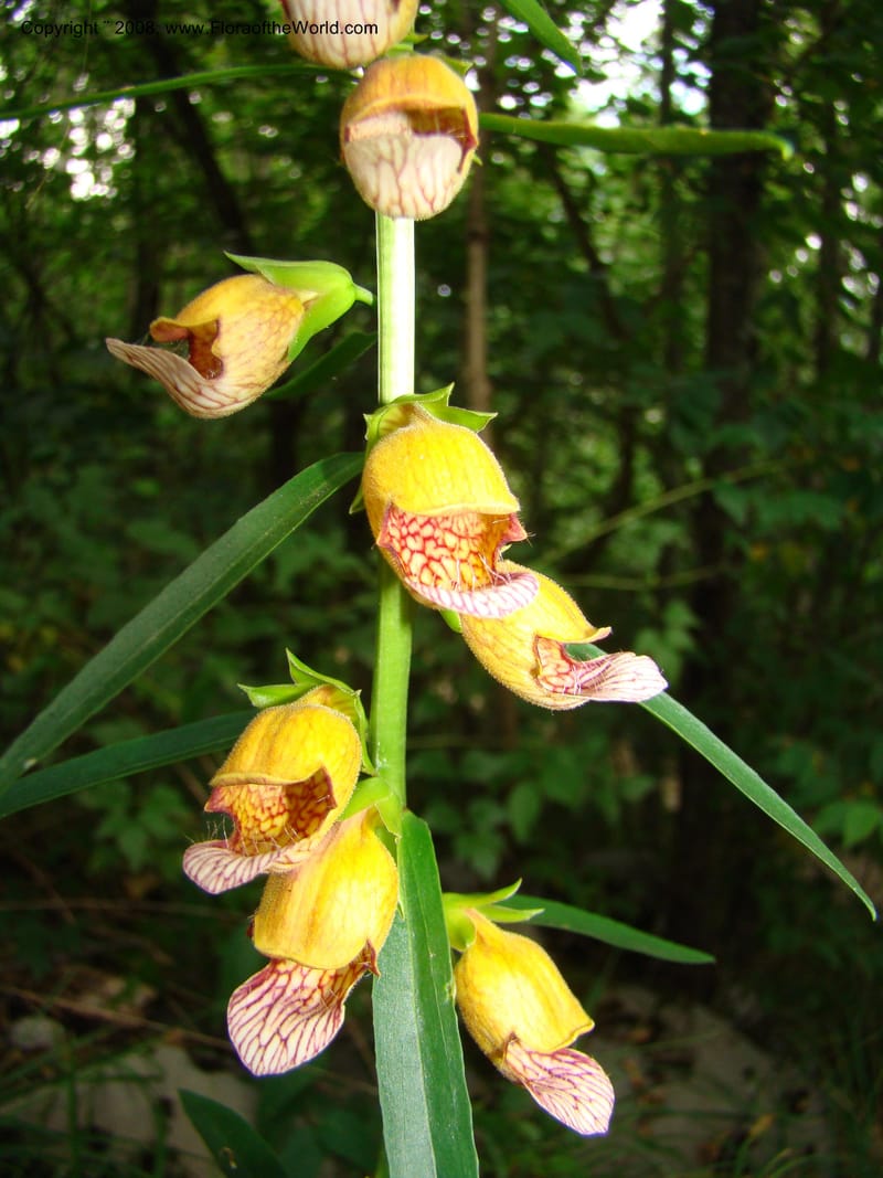 Digitalis laevigata--Slovenia. Park Skocjanske Jame. 10 Jul 08. 078.jpg