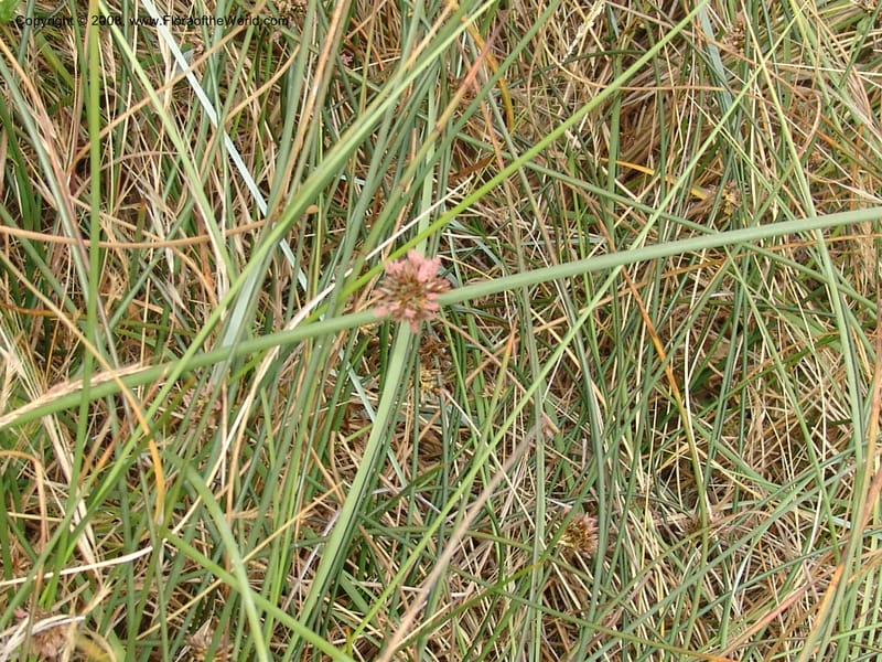 Juncus breweri, CDavidson10911--CA. Mendocino Co.  N of Pt Arena. 25 Jun 06.051.jpg