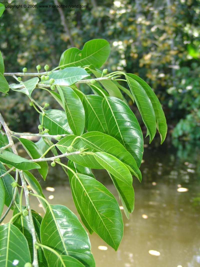 Ficus coerulescens, AAraujoM3150--Bolivia. Pq. Nal. Madidi. Laguna Chalalan. 26 Sep 06. 151.jpg