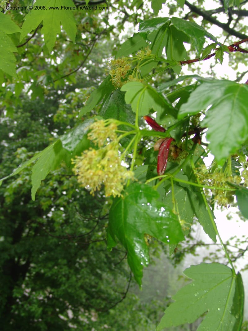 Acer trautevetterii--Georgia. 2 km S of Bakuriani, rd to Khrats'koros. 6 Jun 05. 093.jpg